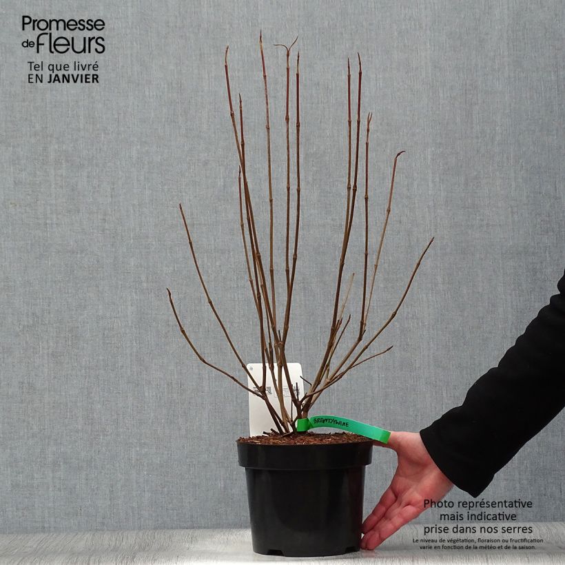 Amostra de Viorne - Viburnum nudum Brandywine Vaso de 2 L/3 L tal como entregue no inverno