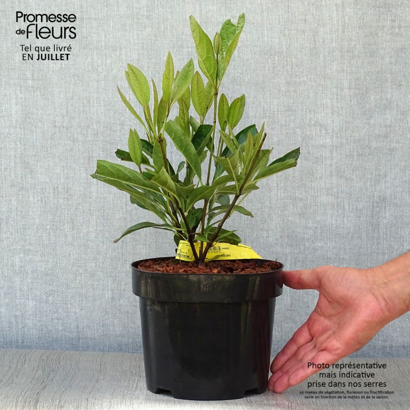 Amostra de Viburnum nudum Pink Beauty - Viburno Vaso de 3 L/4 L tal como entregue no verão