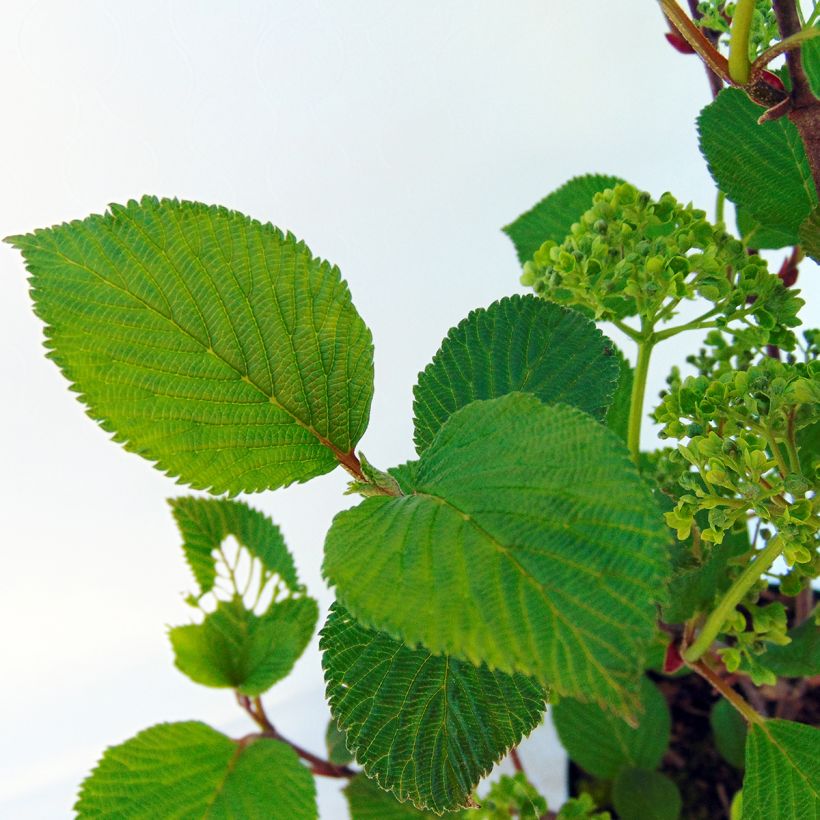 Viburnum plicatum Grandiflorum Noble - Viburno-do-japão (Folhagem)