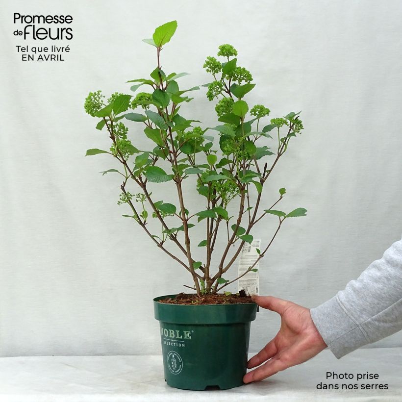 Amostra de Viburnum plicatum Grandiflorum Noble - Viburno-do-japão Vaso de 2 L/3 L tal como entregue na primavera