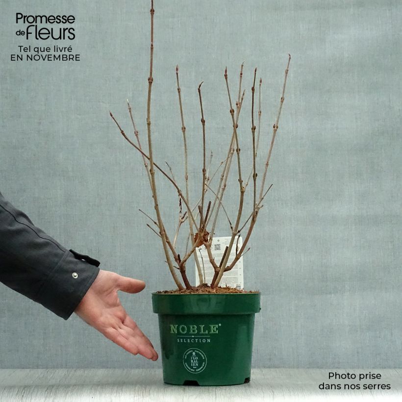 Amostra de Viburnum plicatum Grandiflorum Noble - Viburno-do-japão Vaso de 2 L/3 L tal como entregue no outono