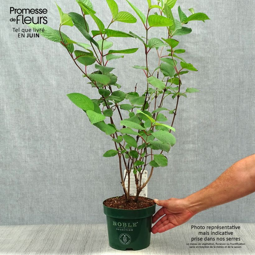 Amostra de Viburnum plicatum Grandiflorum Noble - Viburno-do-japão Vaso de 2 L/3 L tal como entregue no verão