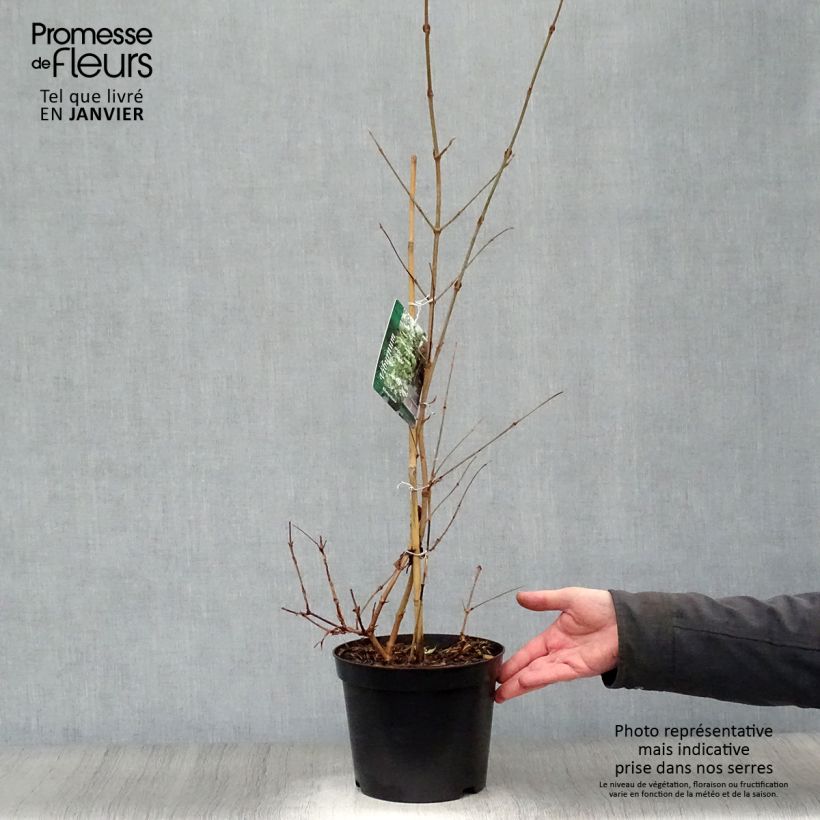 Amostra de Viburnum plicatum Kilimandjaro - Viburno-do-japão Vaso de 2 L/3 L tal como entregue no inverno