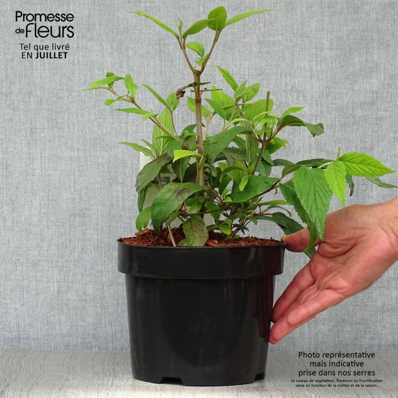 Amostra de Viburnum plicatum Kilimandjaro - Viburno-do-japão Vaso de 2 L/3 L tal como entregue no verão