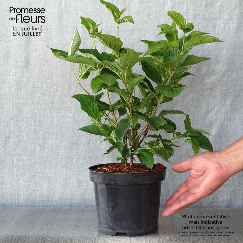 Amostra de Viburnum plicatum Lanarth - Viburno-do-japão Vaso de 2 L/3 L tal como entregue no verão