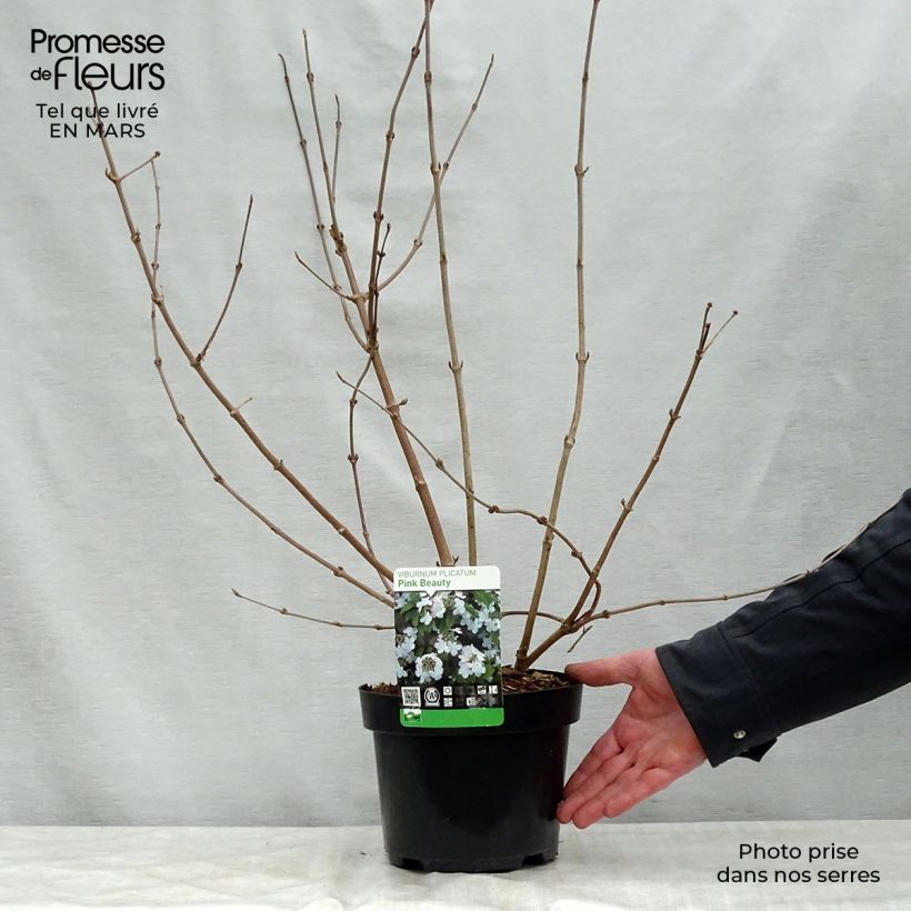 Amostra de Viburnum plicatum Pink Beauty - Viburno-do-japão Vaso de 2 L/3 L tal como entregue na primavera