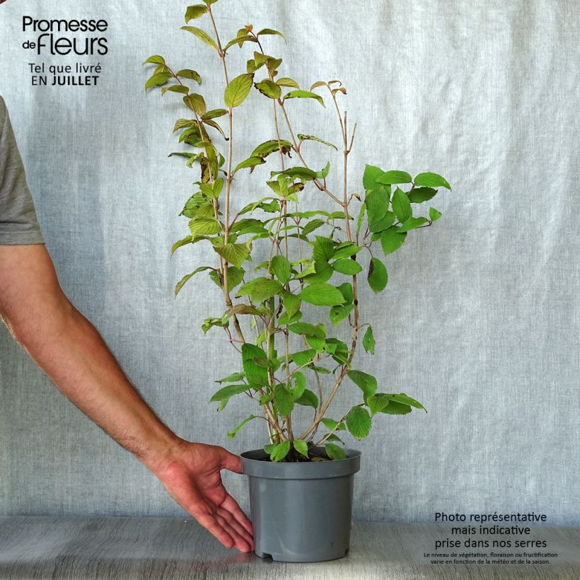 Amostra de Viburnum plicatum Pink Beauty - Viburno-do-japão Vaso de 2 L/3 L tal como entregue no verão
