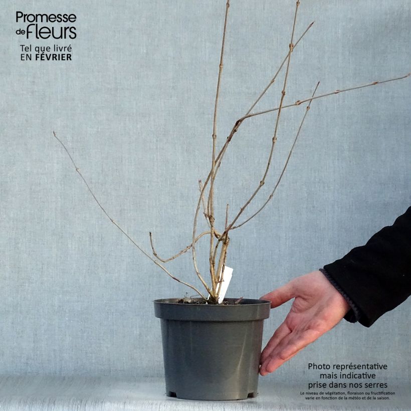 Amostra de Viorne - Viburnum plicatum Pink Beauty Vaso de 2 L/3 L tal como entregue no inverno