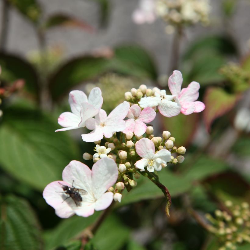 Viburnum plicatum Pinkawai - Viburno-do-japão (Floração)