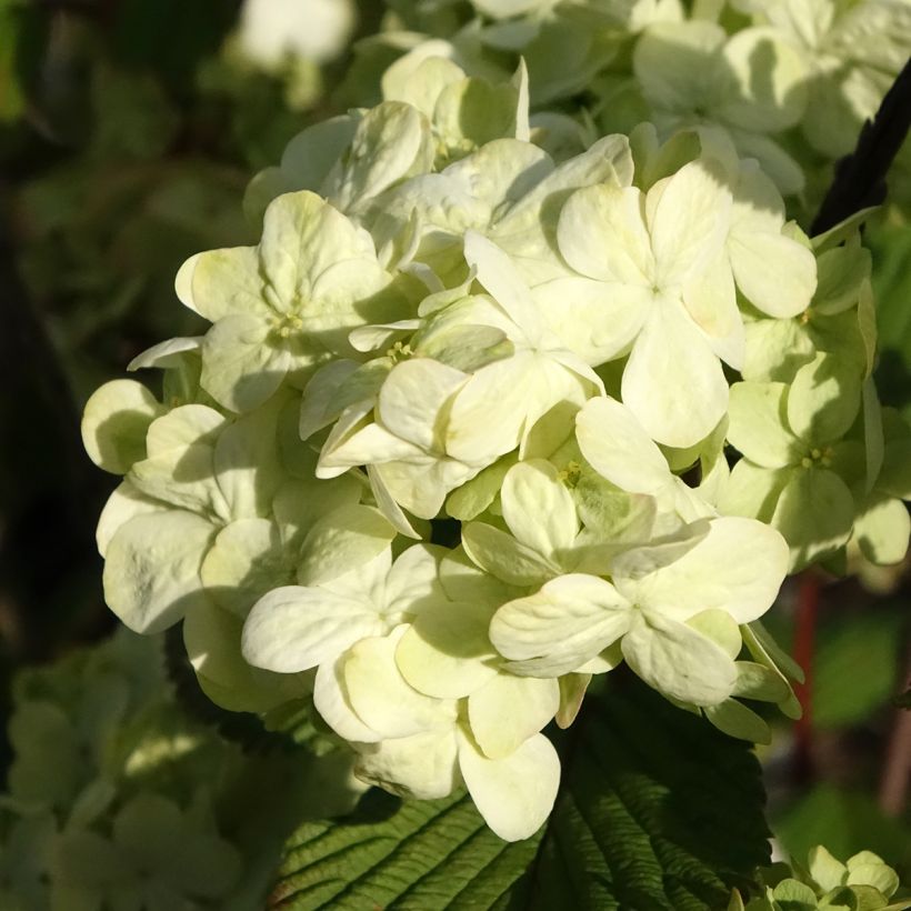 Viburnum plicatum Popcorn - Viburno-do-japão (Floração)