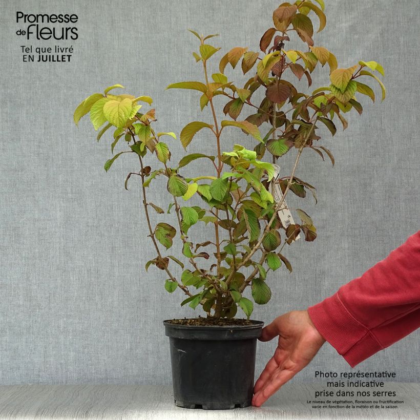 Amostra de Viburnum plicatum Popcorn - Viburno-do-japão Vaso de 3 L/4 L tal como entregue no verão