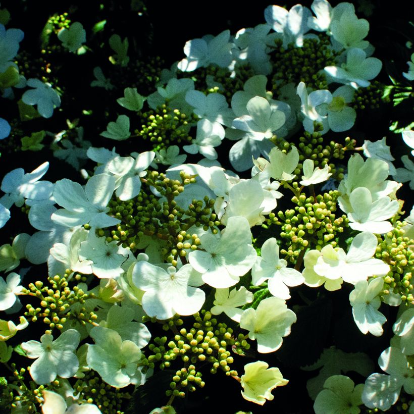 Viburnum plicatum Shirogami - Viburno-do-japão (Floração)