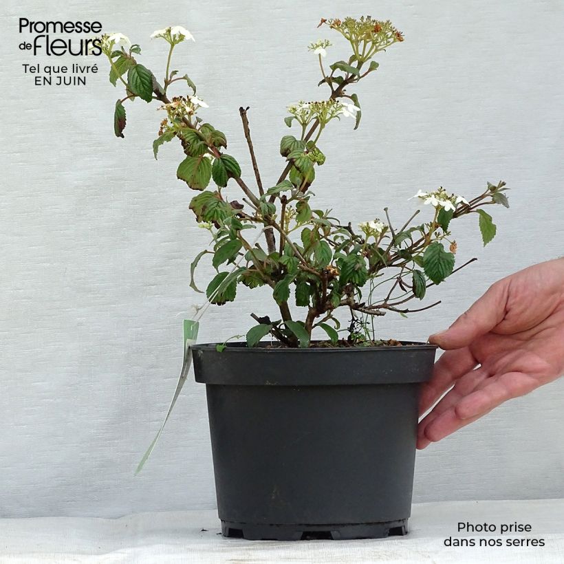 Amostra de Viburnum plicatum Summer Snow Flake - Viburno-do-japão Vaso de 2 L/3 L tal como entregue no verão