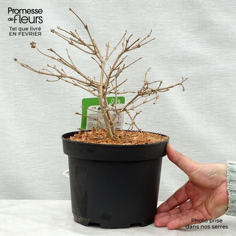 Amostra de Viorne - Viburnum plicatum Summer Snow Flake Vaso de 2 L/3 L tal como entregue no inverno