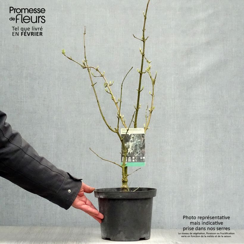 Amostra de Viorne - Viburnum sieboldii Seneca Vaso de 4 L/5 L tal como entregue no inverno