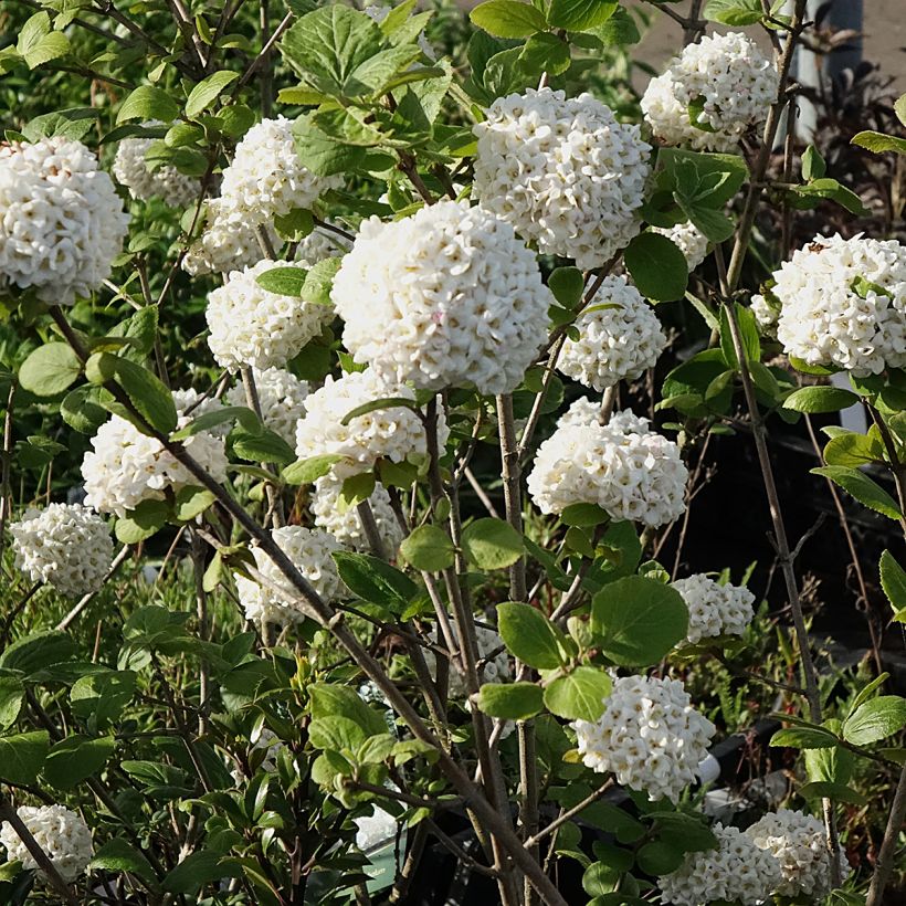 Viburnum carlcephalum - Viburno (Floração)