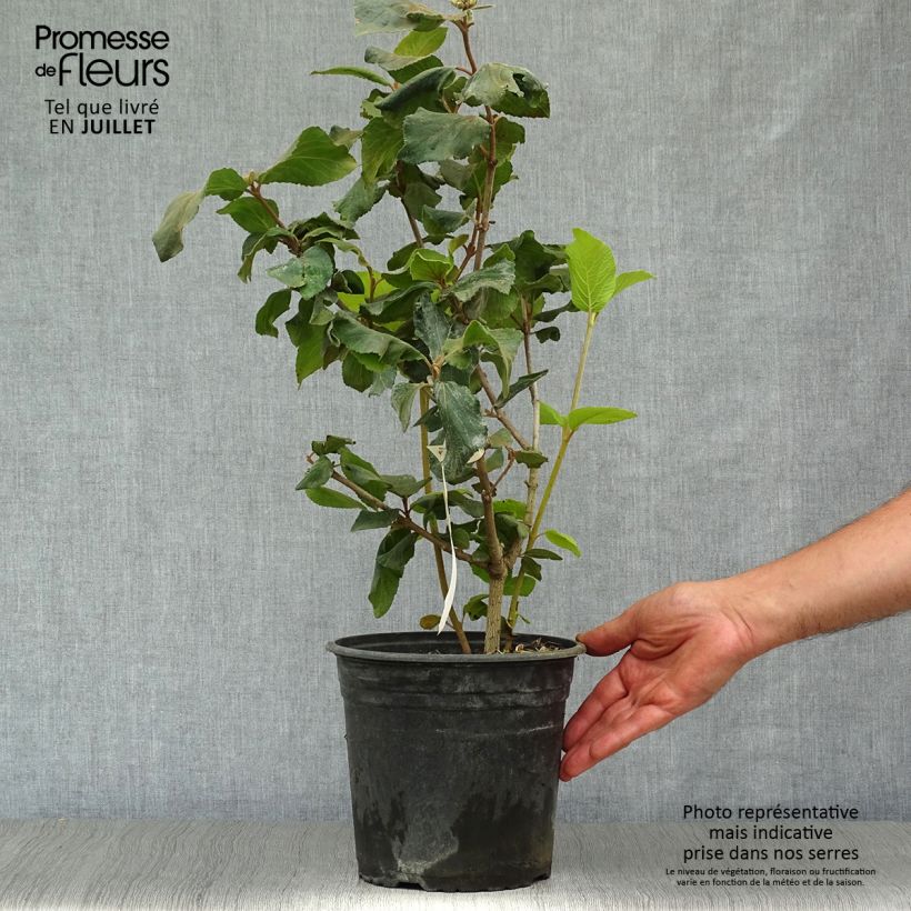 Amostra de Viburnum carlcephalum - Viburno Vaso de 3 L/4 L tal como entregue no verão
