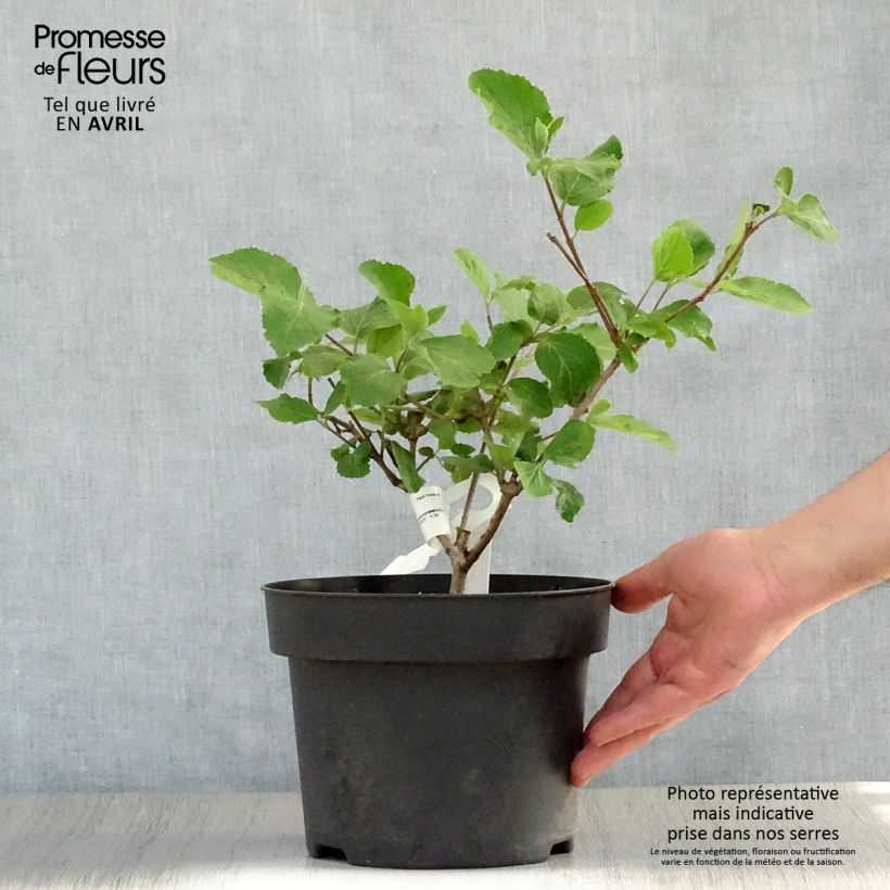 Amostra de Viburnum carlcephalum - Viburno Vaso de 3 L/4 L tal como entregue na primavera