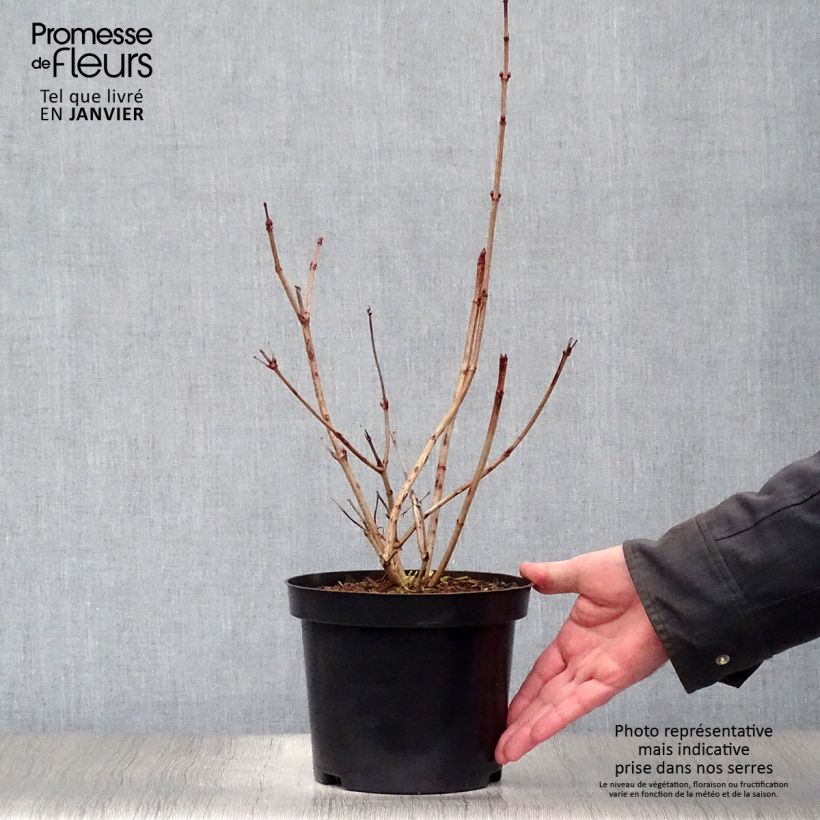 Amostra de Viburnum opulus Roseum - Bola-de-neve Vaso de 2 L/3 L tal como entregue no inverno