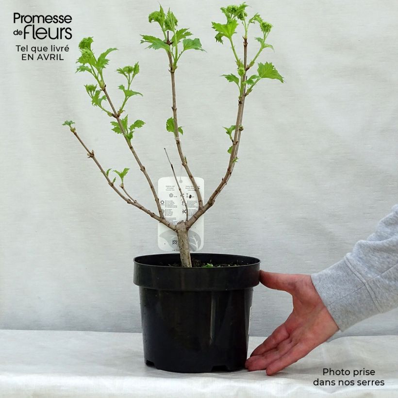 Amostra de Viburnum opulus Roseum - Bola-de-neve Vaso de 2 L/3 L tal como entregue na primavera
