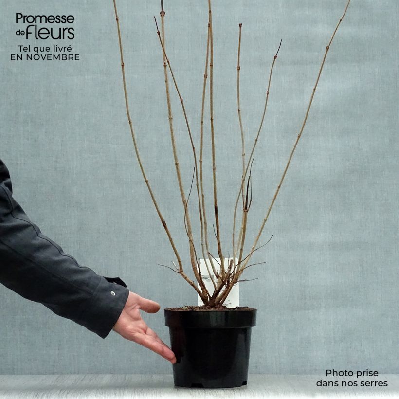 Amostra de Viburnum opulus Roseum - Bola-de-neve Vaso de 2 L/3 L tal como entregue no outono