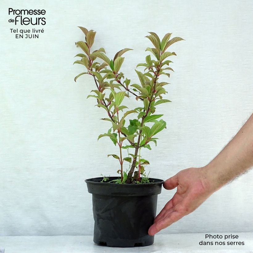 Amostra de Viburnum bodnantense Charles Lamont - Viburno-de-Bodnant Vaso de 3 L/4 L tal como entregue no verão