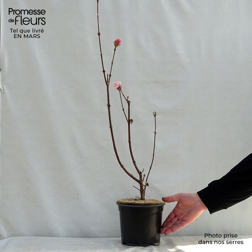 Amostra de Viburnum bodnantense Charles Lamont - Viburno-de-Bodnant Vaso de 3 L/4 L tal como entregue na primavera