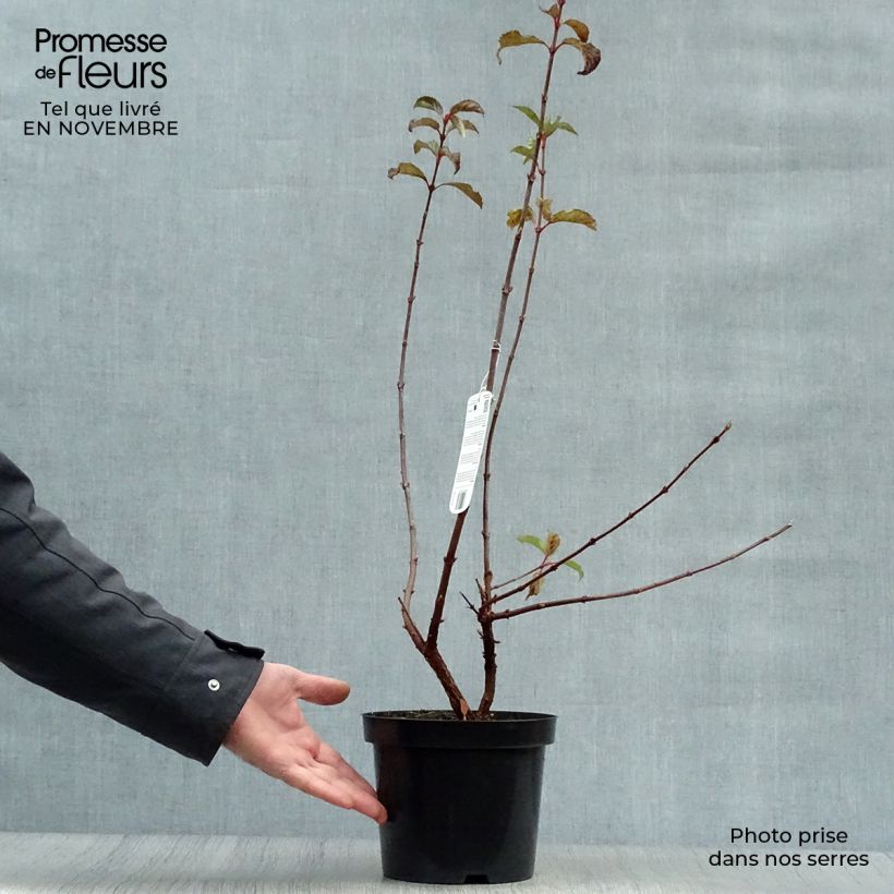 Amostra de Viburnum bodnantense Dawn - Viburno-de-Bodnant Vaso de 2 L/3 L tal como entregue no outono