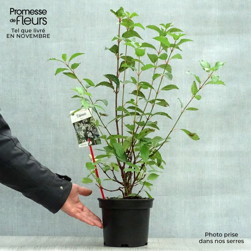 Amostra de Viburnum farreri - Viburno de inverno Vaso de 2 L/3 L tal como entregue no outono