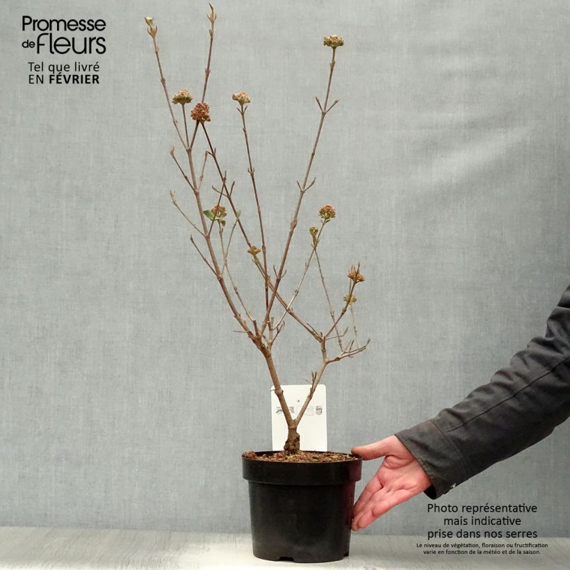 Amostra de Viorne de Burkwood - Viburnum burkwoodii Ann Russell Vaso de 3 L/4 L tal como entregue no inverno