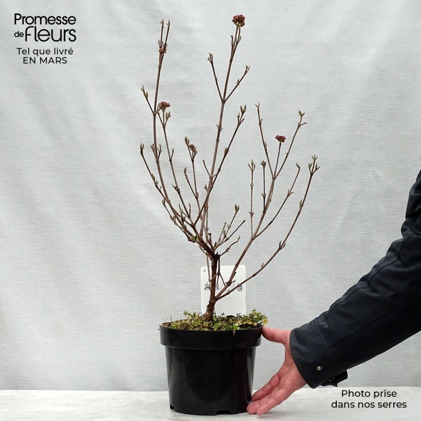 Amostra de Viburnum burkwoodii Ann Russell - Viburno de Burkwood Vaso de 3 L/4 L tal como entregue na primavera