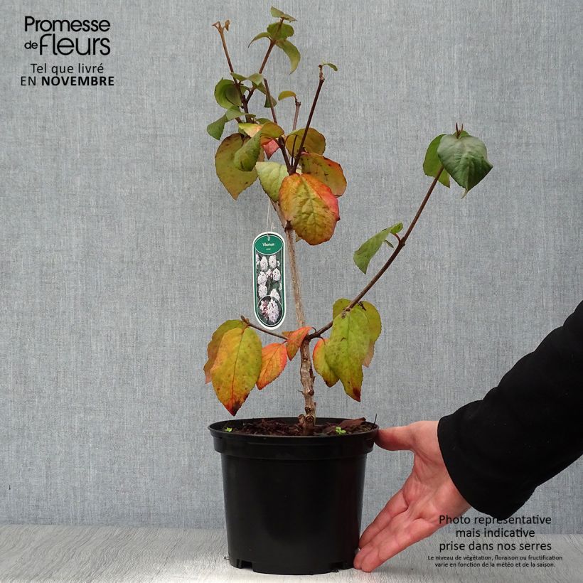 Amostra de Viburnum carlesii - Viburno-da-Coreia Vaso de 2 L/3 L tal como entregue no outono