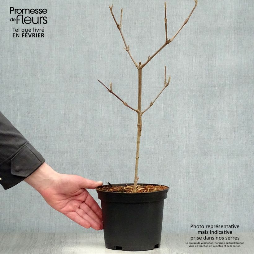 Amostra de Viburnum carlesii - Viorne de Carle Vaso de 2 L/3 L tal como entregue no inverno