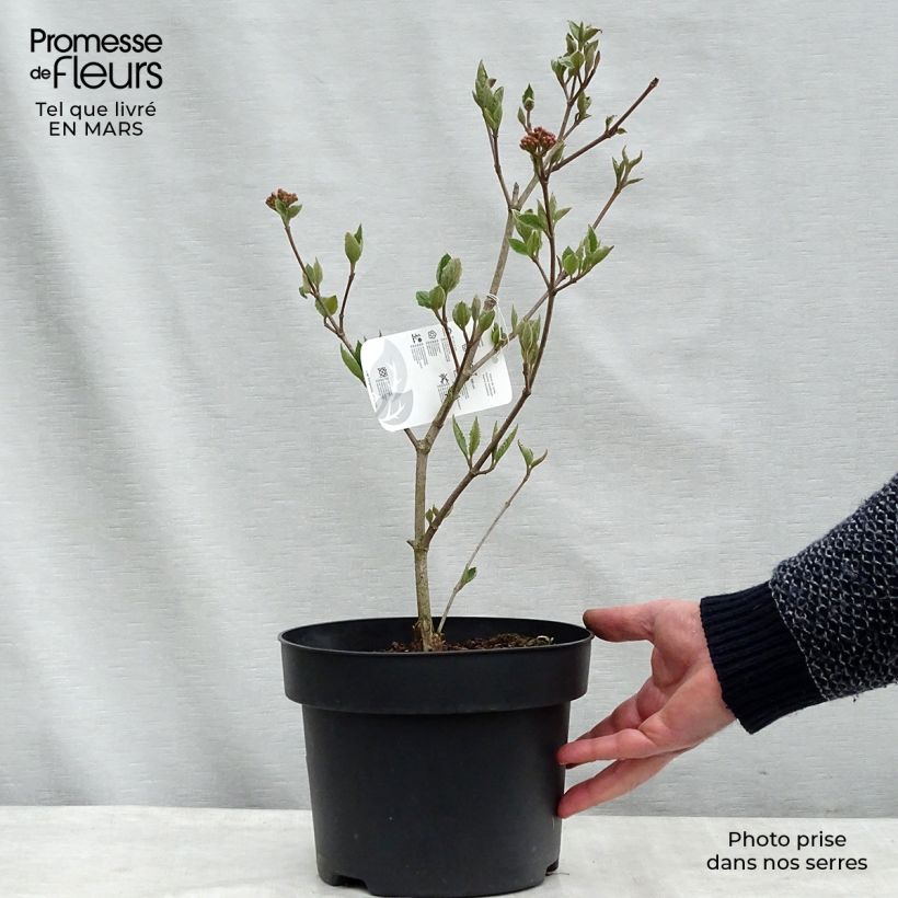 Amostra de Viburnum carlesii - Viburno-da-Coreia Vaso de 4 L/5 L tal como entregue na primavera