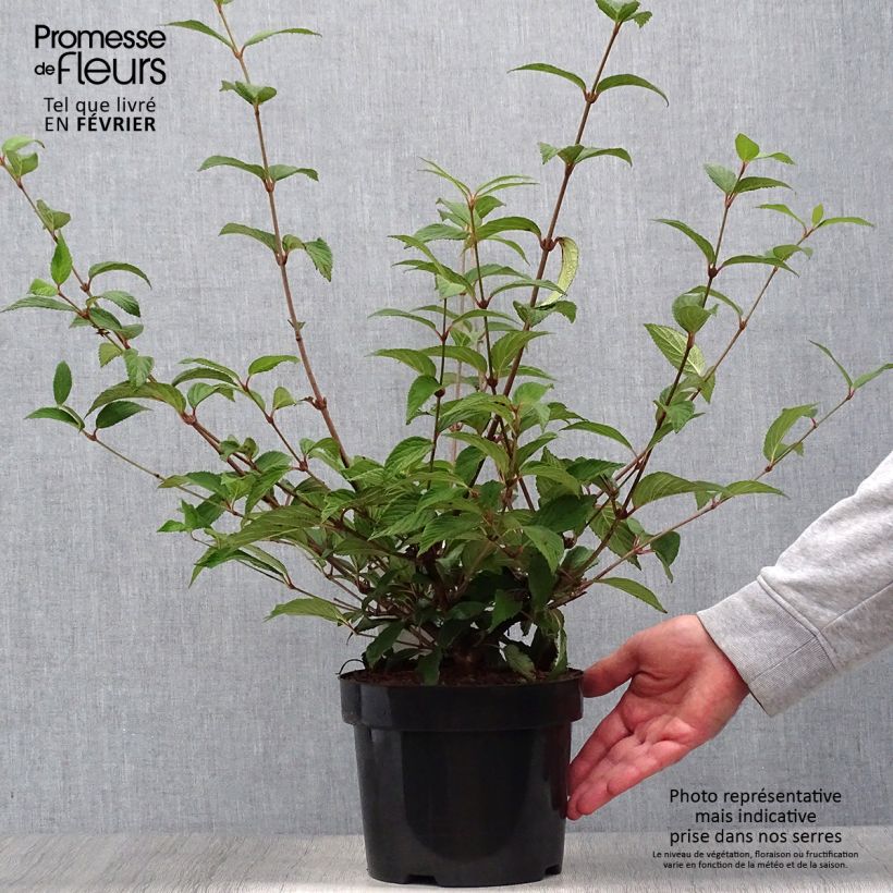 Amostra de Viburnum plicatum Kilimanjaro Sunrise - Viburno-do-japão Vaso de 2 L/3 L tal como entregue no outono