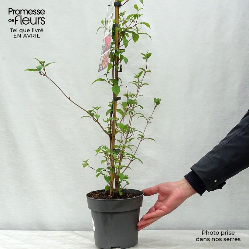 Amostra de Viburnum plicatum Kilimanjaro Sunrise - Viburno-do-japão Vaso de 2 L/3 L tal como entregue na primavera