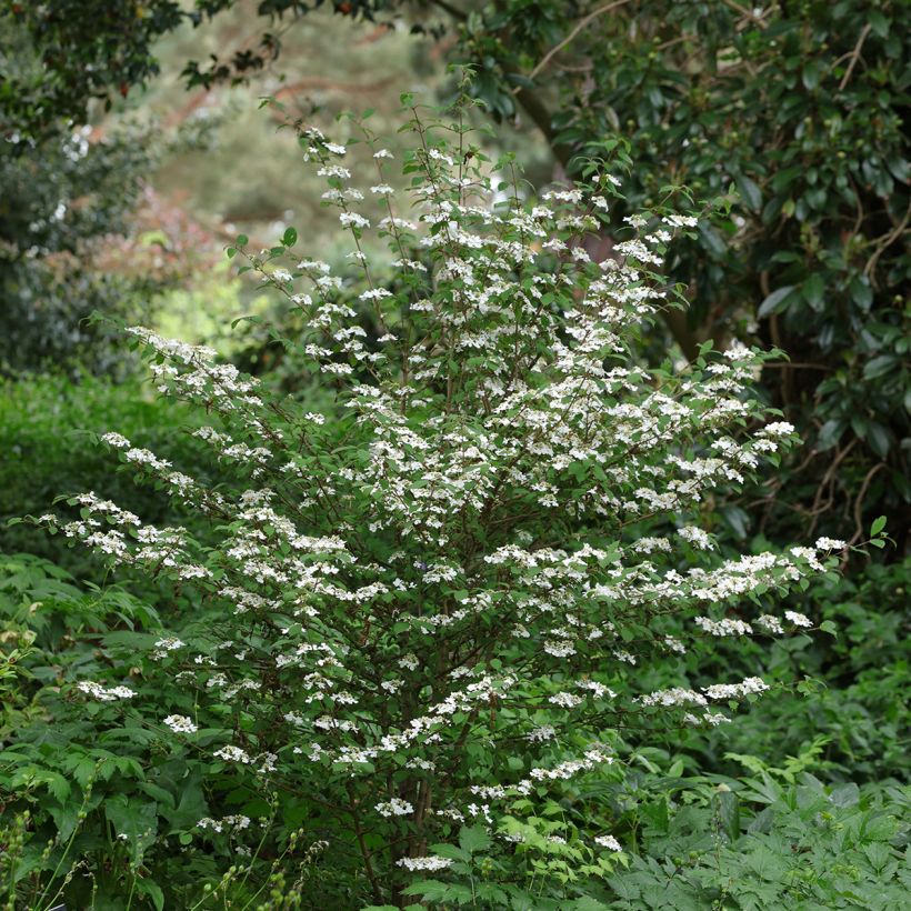 Viburnum plicatum Kilimanjaro Sunrise - Viburno-do-japão (Hábito)