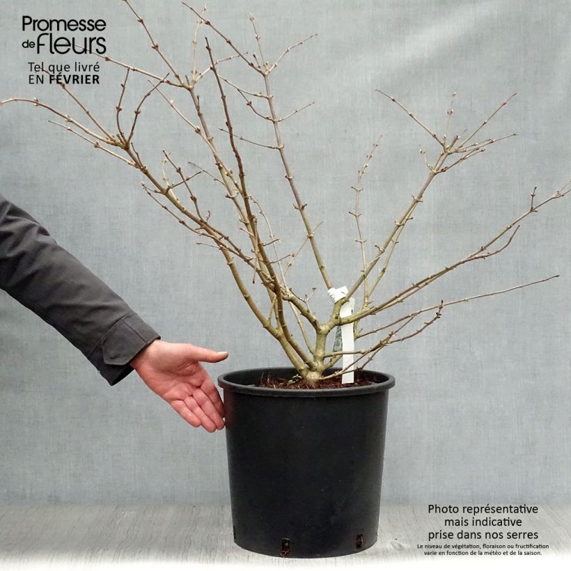Amostra de Viorne de Chine - Viburnum plicatum Mariesii Vaso de 12 L/15 L tal como entregue no inverno