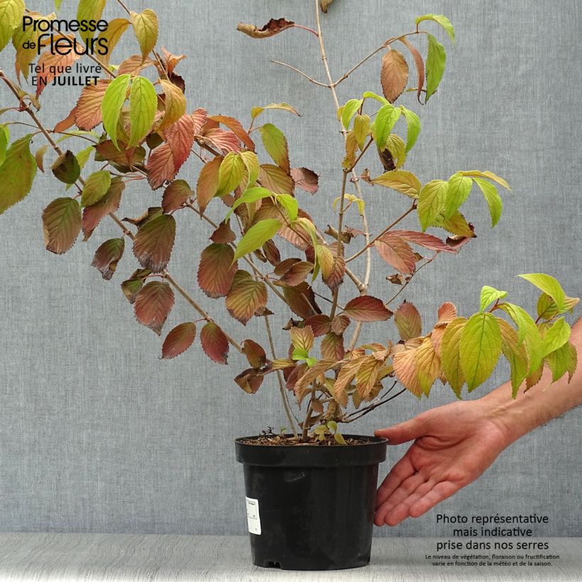 Amostra de Viburnum plicatum Mariesii - Viburno-do-japão Vaso de 3 L/4 L tal como entregue no verão