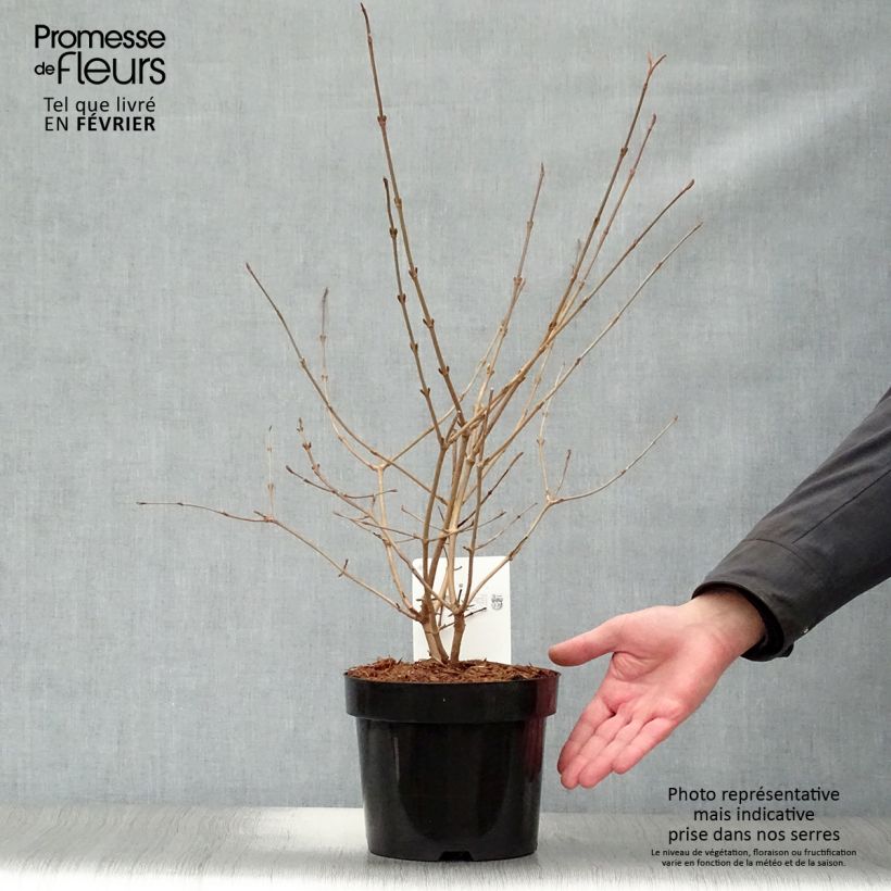 Amostra de Viorne de Chine - Viburnum plicatum Mariesii Vaso de 3 L/4 L tal como entregue no inverno