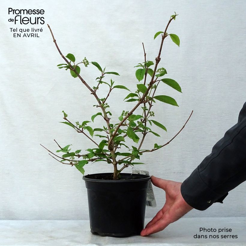 Amostra de Viburnum plicatum Mariesii - Viburno-do-japão Vaso de 3 L/4 L tal como entregue na primavera