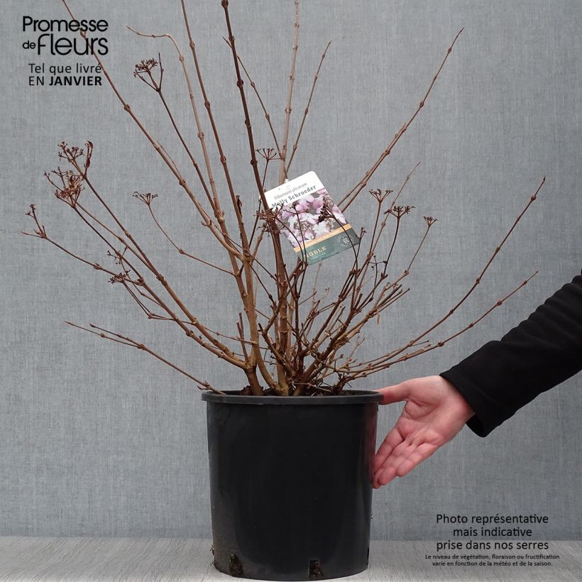 Amostra de Viorne de Chine - Viburnum plicatum Molly Schroeder Vaso de 7,5 L/10 L tal como entregue no inverno