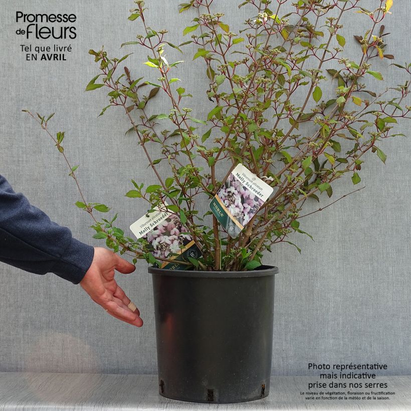 Amostra de Viburnum plicatum Molly Schroeder em plantas - Viburno-do-japão Vaso de 7,5 L/10 L tal como entregue na primavera