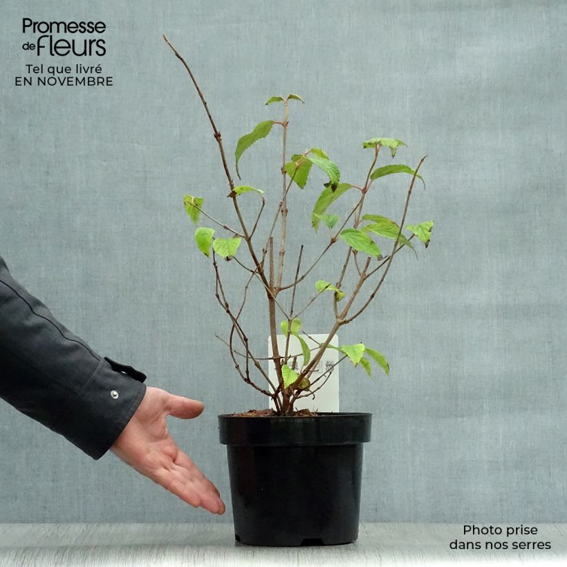 Amostra de Viburnum plicatum mariesii Shasta - Viburno-do-japão Vaso de 3 L/4 L tal como entregue no outono