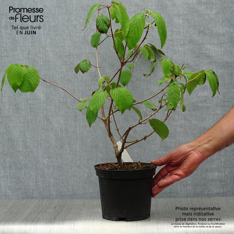 Amostra de Viburnum plicatum mariesii Shasta - Viburno-do-japão Vaso de 3 L/4 L tal como entregue no verão