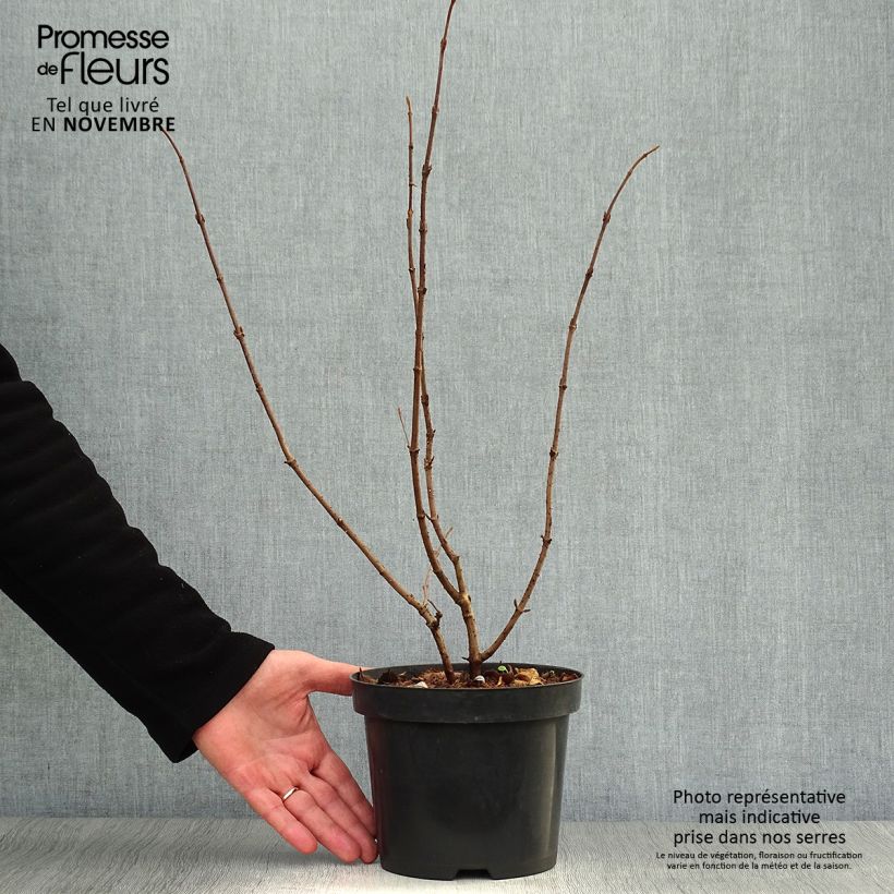 Amostra de Viburnum plicatum Tomentosum - Viburno-do-japão Vaso de 2 L/3 L tal como entregue no outono