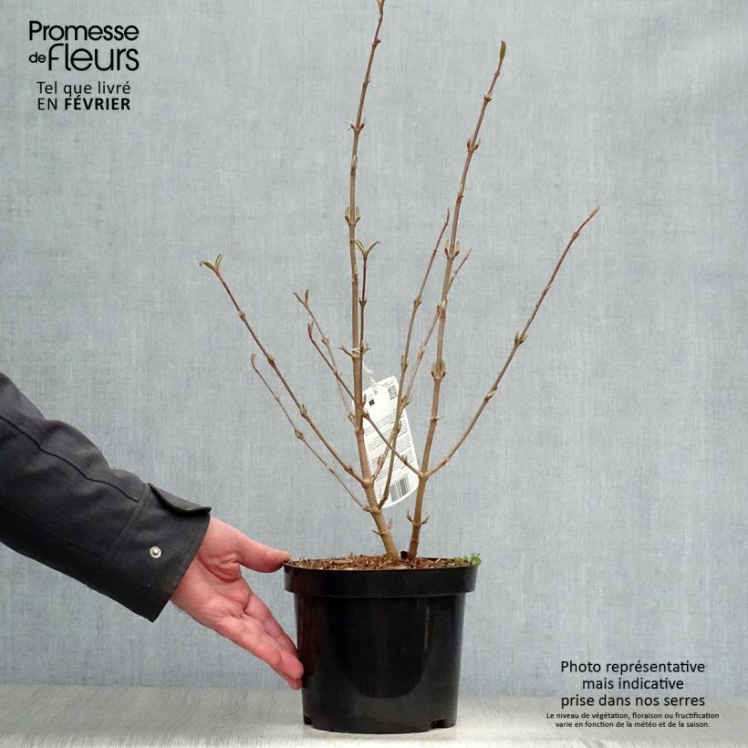 Amostra de Viorne de Chine - Viburnum plicatum Tomentosum Vaso de 2 L/3 L tal como entregue no inverno