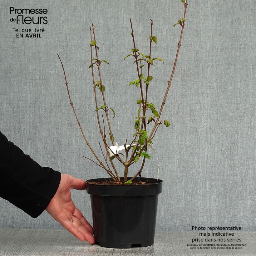 Amostra de Viburnum plicatum Tomentosum - Viburno-do-japão Vaso de 2 L/3 L tal como entregue na primavera