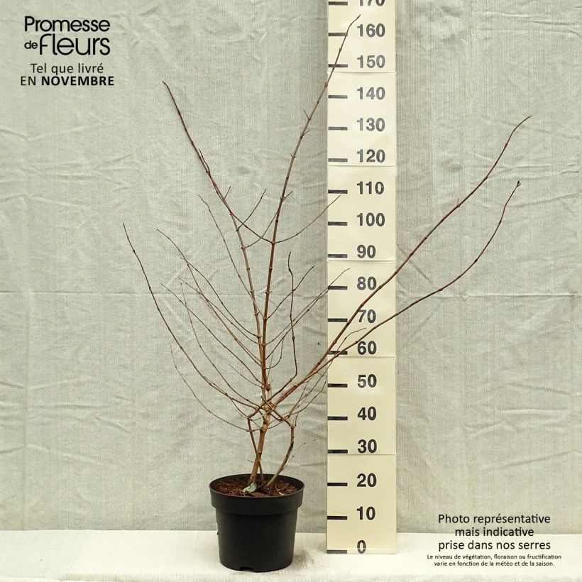 Amostra de Viburnum plicatum Tomentosum - Viburno-do-japão Vaso de 7,5 L/10 L tal como entregue no outono