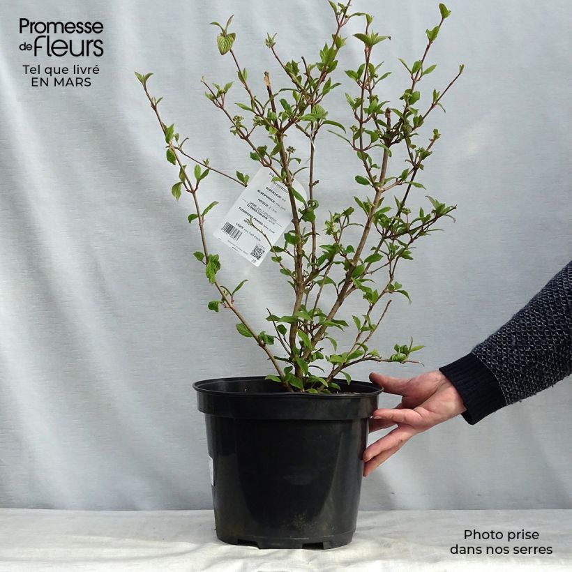 Amostra de Viorne de Chine - Viburnum plicatum Tomentosum Vaso de 7,5 L/10 L tal como entregue no inverno